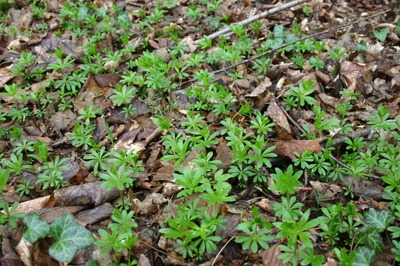 Image de l'événement Balade cueillette de l'aspérule - Arlon