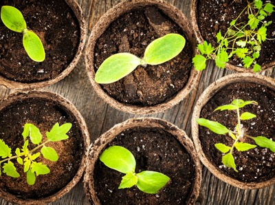 Image de l'événement Atelier "Les semis gagnants"