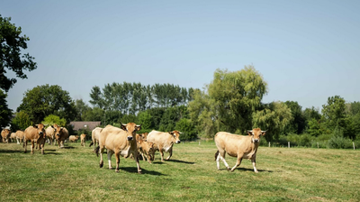 Balade naturaliste dans les marais de Sampont & repas fermier