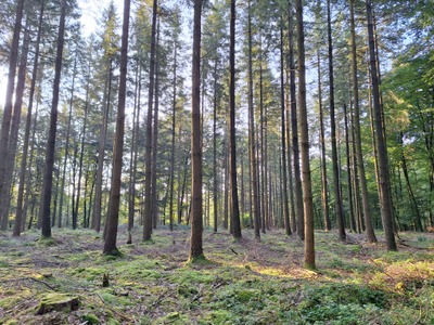 Image de l'événement Les dimanches curieux : "Légendes et récits : le bois du Beynert et ses étrangetés locales" - Arlon