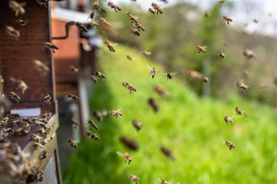 Journée découverte de l'abeille au Rucher école à Ben