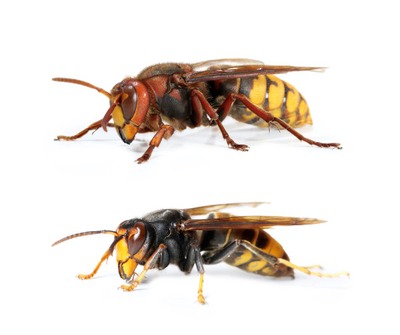 Image de l'événement Conférence sur le frelon