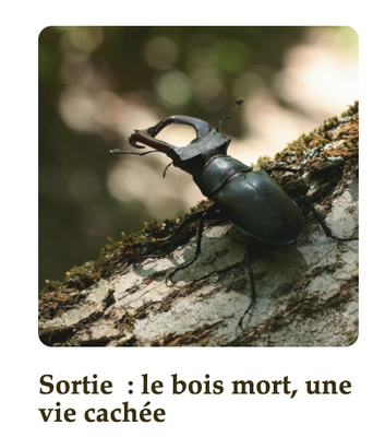 ­ Sortie  : le bois mort, une vie cachée