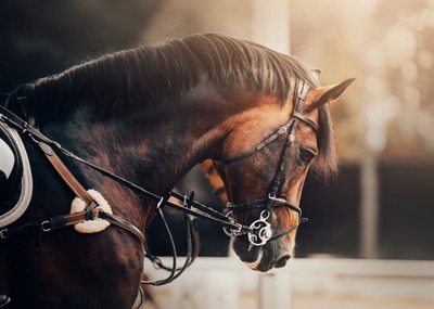 Cortège à cheval et pèlerinage Notre Dame des Affligés