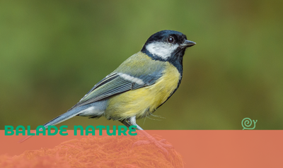 Image de l'événement Balade Nature - Silly