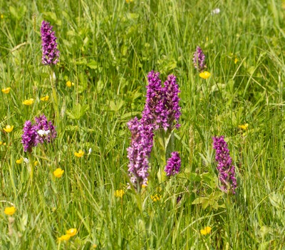 Image de l'événement Balade à la découverte de la réserve d'Housta - Braine-le-Château