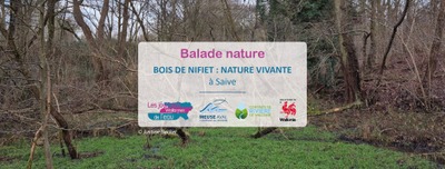 Image de l'événement Balade Bois de Nifiet à Saive - Blegny