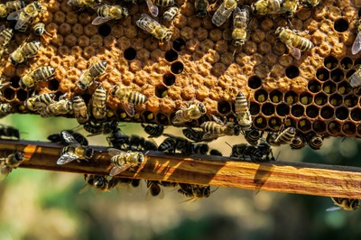 Image de l'événement Cours d'apiculture de l'Union des Apiculteurs de Rebecq-Enghien