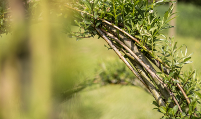 Image de l'événement Atelier Arche en saule vivant