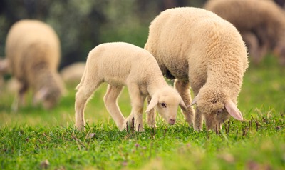 Journées Fermes Ouvertes à la Bergerie du Sart By Cedric & Joy