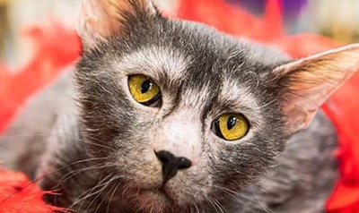 Image de l'événement Salon International du Chat - Ath 2026