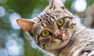 Salon international du chat