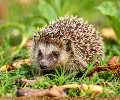 Image de l'événement Conférence sur le hérisson - Grez-Doiceau