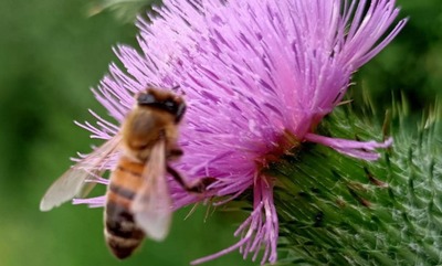 Image de l'événement Visite des ruches - Vaux-sur-Sûre