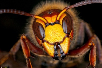 Image de l'événement Frelon asiatique : informations à l'attention des apiculteurs