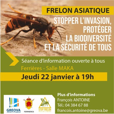 Image de l'événement Frelons asiatiques - Séance d'information publique
