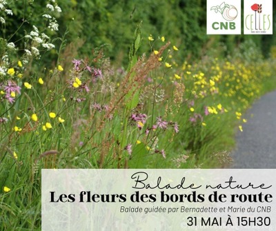 Balade nature: les fleurs de bords de route