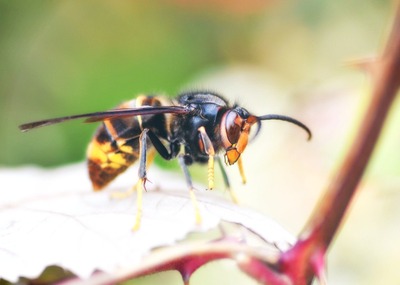 Image de l'événement Rencontre citoyenne - Frelons asiatiques... Tous concernés!
