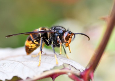 Image de l'événement Conférence apicole: Le frelon asiatique - Wasmes Audemez Briffoeil