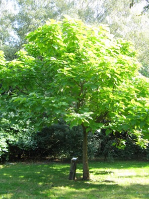 Image de l'événement Visite de l'arboretum - Herstal
