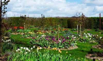 Image de l'événement Jardin « Les roses de la Madeleine » - Ath