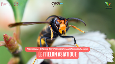 Image de l'événement Réunion d'information sur le frelon asiatique - Faimes