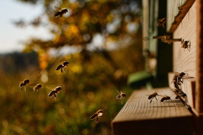 Image de l'événement Cours d'apiculture de l'Union des Apiculteurs de Rebecq-Enghien