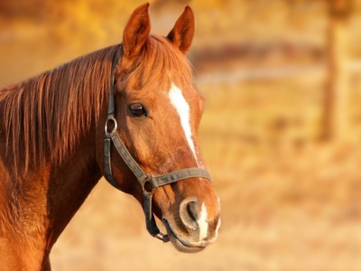 Weekend Cheval qui es-tu? Initiation à l’éthologie équine pour adultes