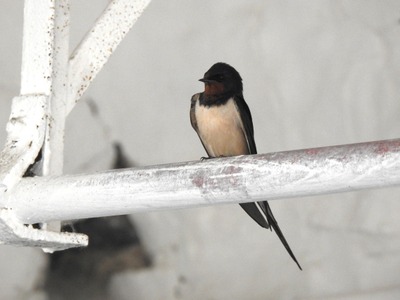 Image de l'événement Balade Hirondelles et Martinets au fil de Lens et verre de l'amitié - Lens