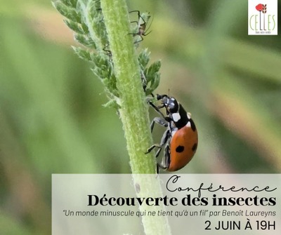 Découverte des insectes : “Un monde minuscule qui ne tient qu’à un fil”