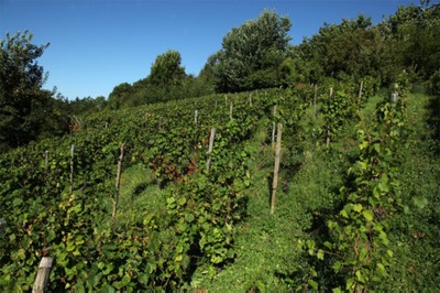 Apéro dans les vignes - Le Clos de la Buissière