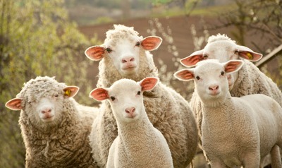 La journée du mouton au CEVA