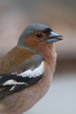 Image de l'événement AVES-Ostkantone: Vogelwanderung rund um Recht