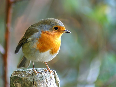 Balade des 4 saisons "À l'écoute des oiseaux"