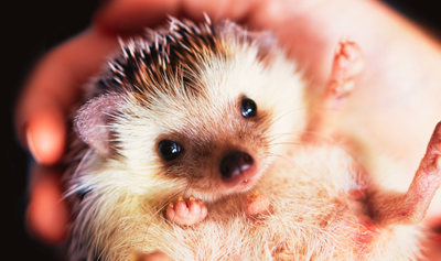 Image de l'événement Coffre à Histoires - Bébés N'animaux