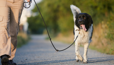 Image de l'événement Balade canine - Thuin