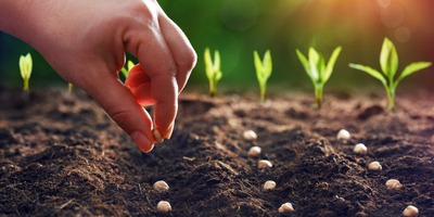 Image de l'événement Atelier pratique II : Les légumes du futur (variétés anciennes)