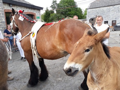 Concours du Cheval de trait ardennais | Ambly
