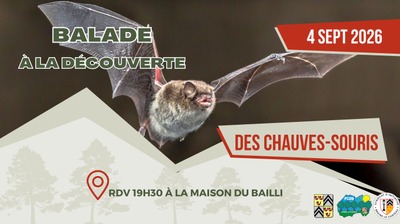 Image de l'événement Balade à la découverte des chauves-souris - Braine-le-Château