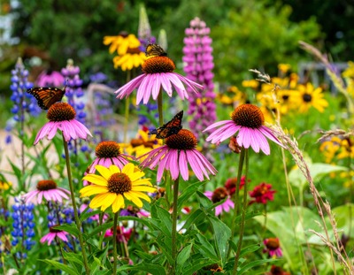 Conférence : Comment créer son jardin nature et présentation du Réseau Nature
