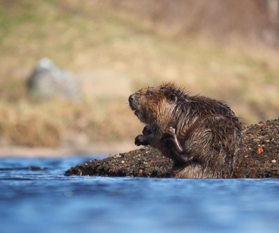 Image de l'événement Balade guidée sur le thème de la mare dans la nouvelle Réserve Naturelle des Marbaises - Grez-Doiceau