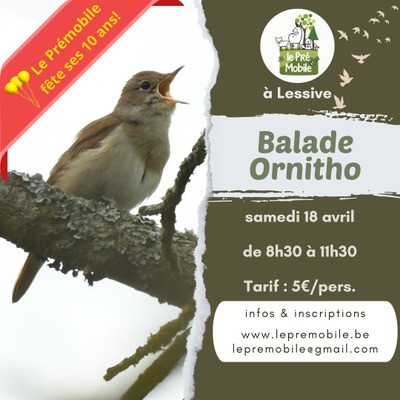 Image de l'événement Sortie ornitho : à la découverte des chanteurs! - Lessive