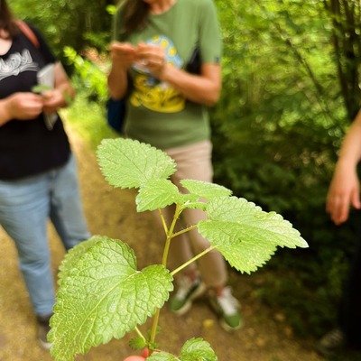 Balade à la découverte des plantes sauvages comestibles