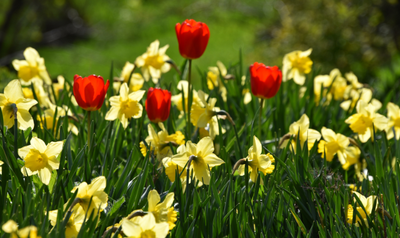 Opération « Au fil des jardins »