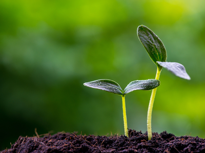 Image de l'événement Conférence sur les plantes sauvages comestibles et mellifères
