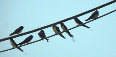 Image de l'événement Hirondelles et Martinets à Montignies-lez-Lens - Montignies-lez-Lens