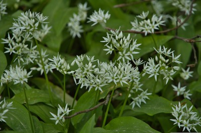 Balade nature à la découverte des plantes sauvages