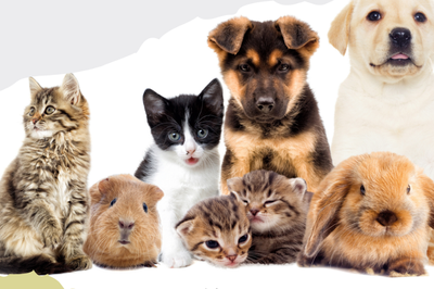 Image de l'événement Journée du bien-être animal