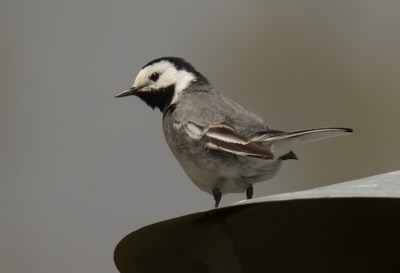 Image de l'événement AVES-Ostkantone: Vögel an Bach und Waldrand