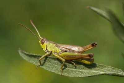 Image de l'événement AVES-Ostkantone: Entdeckungen im Braunlauftal - St.Vith